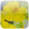 lovely mai flower live wallpaper android application logo